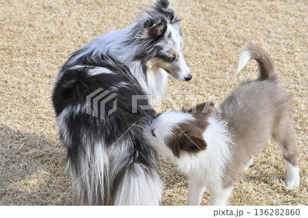 成犬と遊ぶ子犬　シェルティとボーダーコリーのパピー 136282860