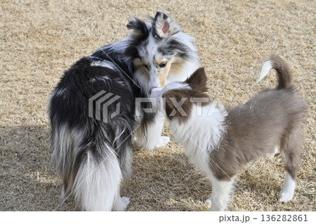 成犬と遊ぶ子犬 シェルティとボーダーコリーのパピー 成犬と遊ぶ子犬 シェルティとボーダーコリーのパピー 136282861