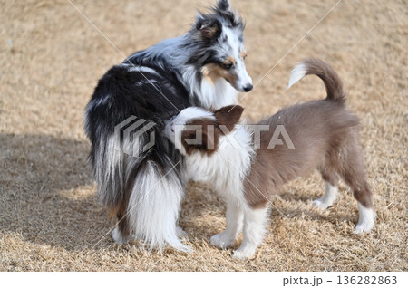 成犬と遊ぶ子犬 シェルティとボーダーコリーのパピー 成犬と遊ぶ子犬 シェルティとボーダーコリーのパピー 136282863