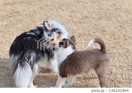 成犬と遊ぶ子犬 シェルティとボーダーコリーのパピー 成犬と遊ぶ子犬 シェルティとボーダーコリーのパピー 136282864