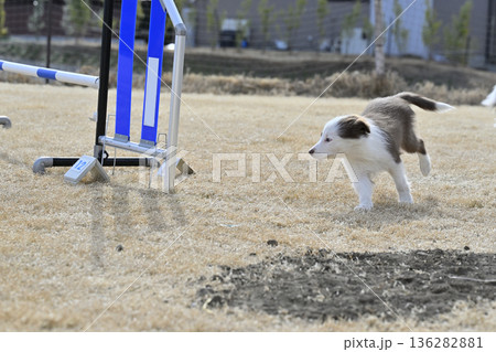 ドッグランで遊ぶ子犬 ボーダーコリー パピー ドッグランで遊ぶ子犬 ボーダーコリー パピー 136282881