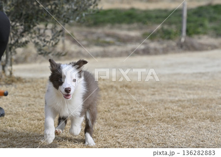 ドッグランで遊ぶ子犬　ボーダーコリー　パピー 136282883