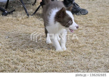 ドッグランで遊ぶ子犬 ボーダーコリー パピー ドッグランで遊ぶ子犬 ボーダーコリー パピー 136282885