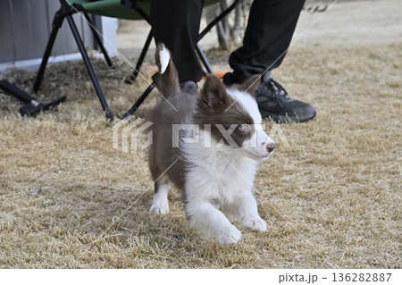 ドッグランで遊ぶ子犬 ボーダーコリー パピー ドッグランで遊ぶ子犬 ボーダーコリー パピー 136282887