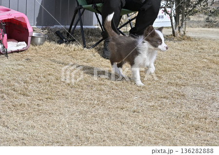 ドッグランで遊ぶ子犬 ボーダーコリー パピー ドッグランで遊ぶ子犬 ボーダーコリー パピー 136282888