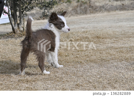 ドッグランで遊ぶ子犬　ボーダーコリー　パピー 136282889