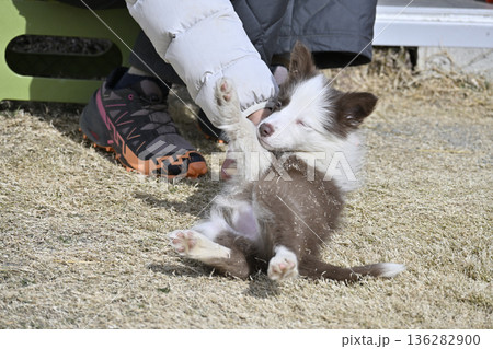 女性と遊ぶ子犬　ボーダーコリー　パピー 136282900