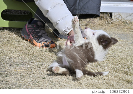 女性と遊ぶ子犬　ボーダーコリー　パピー 136282901