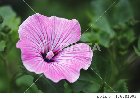 春に咲いたピンクの草花 136282903