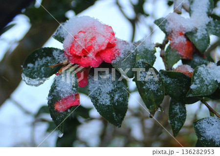 雪が積もった寒椿の花 136282953