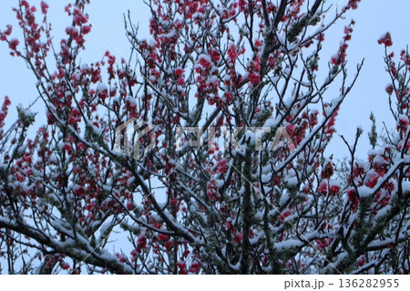 初雪に咲き始めた梅の花 136282955