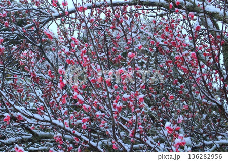 初雪に咲き始めた梅の花 初雪に咲き始めた梅の花 136282956
