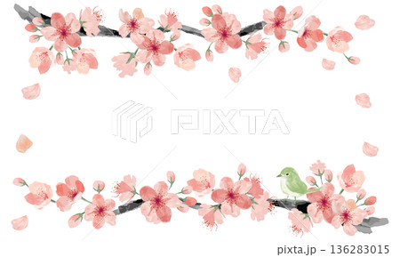 水彩で描いた桜と鴬のフレーム 136283015