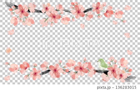 水彩で描いた桜と鴬のフレーム 136283015