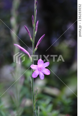 春の野に咲くピンクの草花 136283032