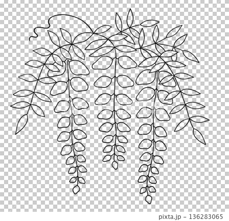 藤の花の線画 藤の花の線画 136283065