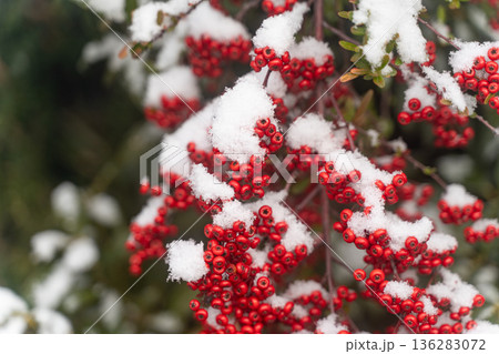 雪をまとう赤い実の冬景色① 136283072