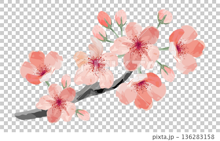 櫻花枝水彩速寫 136283158