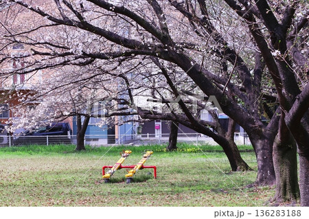 街の小さな公園で咲いた桜 街の小さな公園で咲いた桜 136283188
