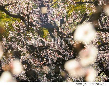 梅の花と白い梅 136283249