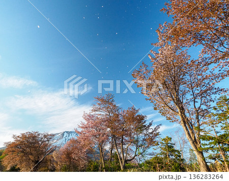 桜の花びら舞う五月晴れ 136283264