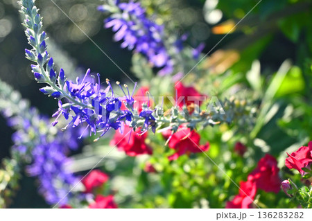 ベロニカの花 136283282