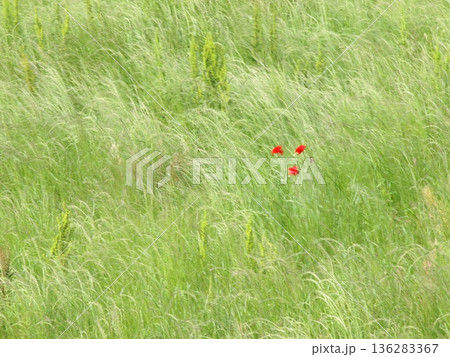 春風に波打つ野草の中に咲く赤いポピーの花 136283367