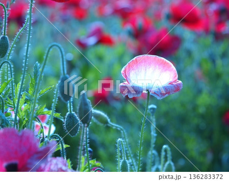 逆光に光る赤いポピーの花びら 逆光に光る赤いポピーの花びら 136283372