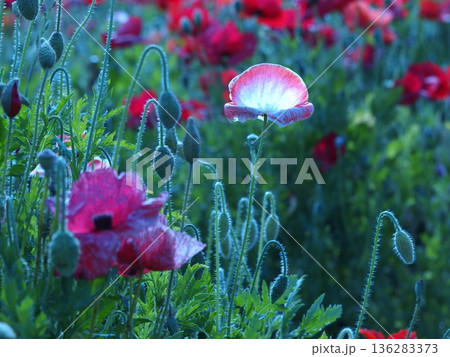 逆光に光る赤いポピーの花びら 逆光に光る赤いポピーの花びら 136283373