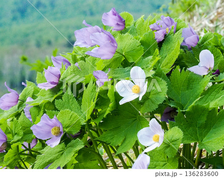 高原に咲く可憐な花 高原に咲く可憐な花 136283600
