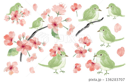 桜と鴬の水彩素材セット 136283707