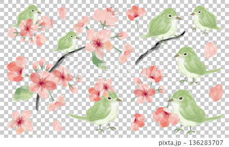 桜と鴬の水彩素材セット 136283707