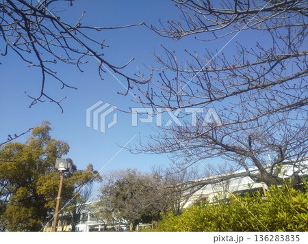 まだまだ固い蕾の多い稲毛海岸駅前の河津桜 136283835