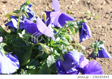 クローズアップ撮影した花壇のパンジーの花 クローズアップ撮影した花壇のパンジーの花 136283843