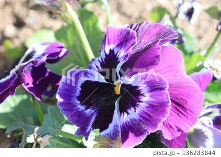 クローズアップ撮影した花壇のパンジーの花 クローズアップ撮影した花壇のパンジーの花 136283844