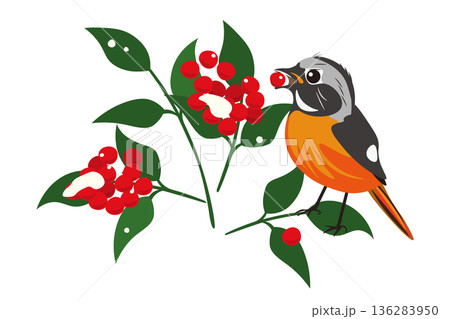南天の実を食べるジョウビタキのイラスト 136283950