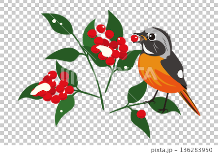 一隻達烏裡紅尾鴝正在吃南天竹漿果的插圖 136283950