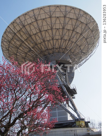 さくら宇宙公園の紅梅と電波望遠鏡 136283953