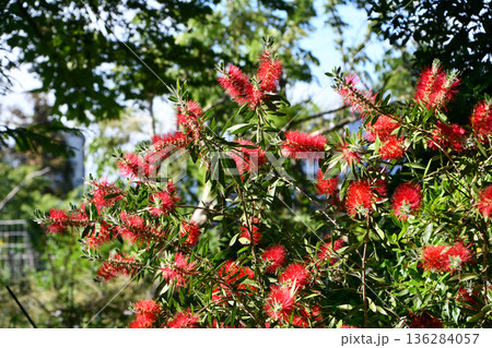 ブラシノキ　Bottlebrush 136284057
