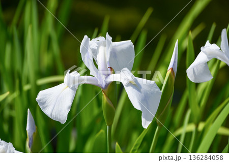 シロカキツバタ　White Rabbit-ear Iris 136284058