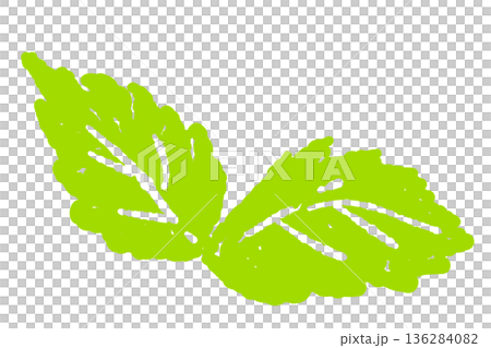 ミントのイラスト。おしゃれな手描きのミント線画素材 136284082