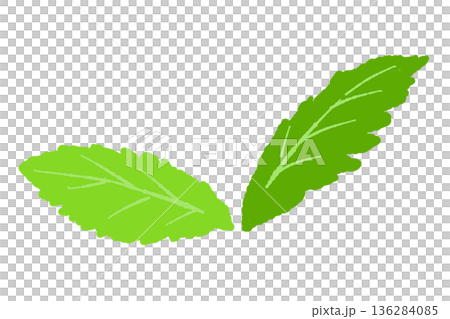 Mint illustration. Stylish hand-drawn mint line drawing material 136284085