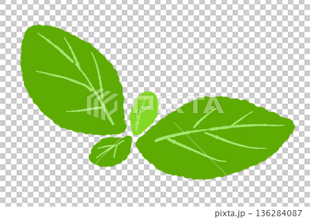 ミントのイラスト。おしゃれな手描きのミント線画素材 136284087