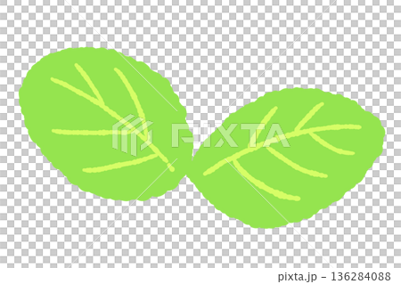ミントのイラスト。おしゃれな手描きのミント線画素材 136284088