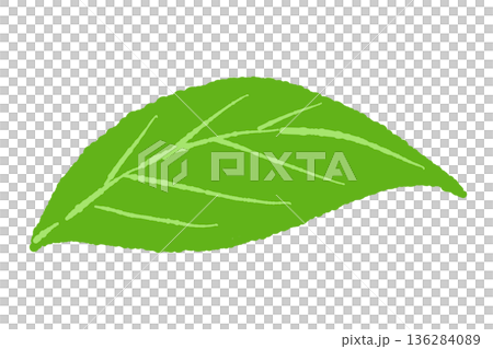 Mint illustration. Stylish hand-drawn mint line drawing material Mint illustration. Stylish hand-drawn mint line drawing material 136284089