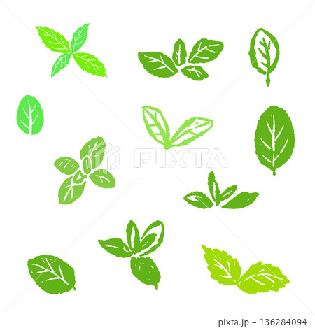 ミントのイラスト。おしゃれな手描きのミント線画素材 136284094