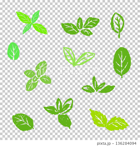 ミントのイラスト。おしゃれな手描きのミント線画素材 136284094