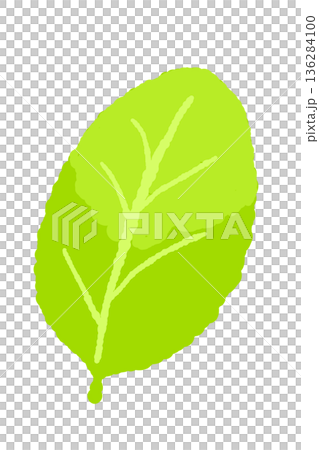 薄荷插圖。時尚的手繪薄荷線條畫素材。 136284100