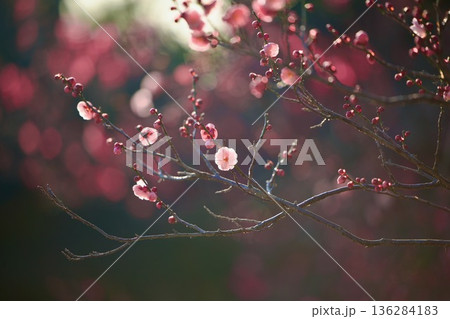 紅梅、白梅、紅梅の花、蕾、梅、ピンク、初春の梅の花弁、春の風景、 136284183