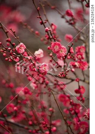 赤い梅の花 赤い梅の花 136284184